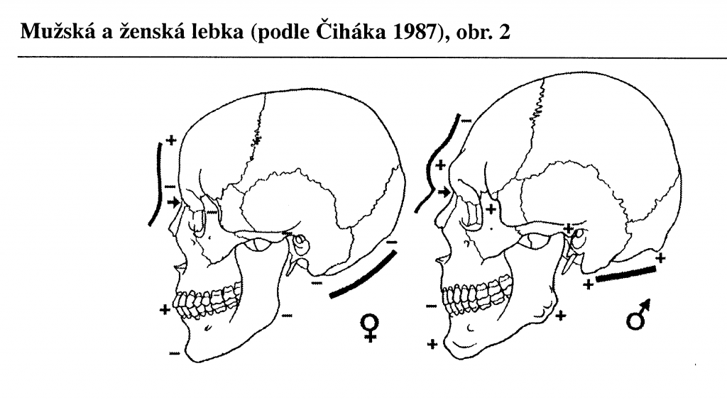 Mužská a ženská lebka