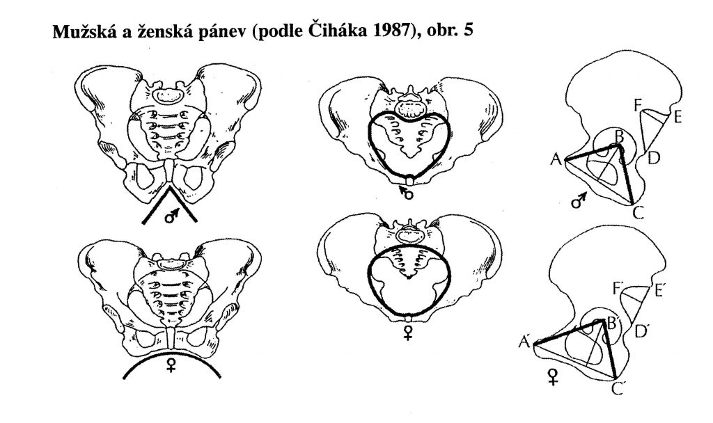 Mužská a ženská panva